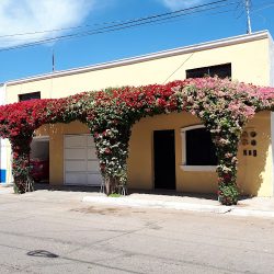 Fonseca Ángulo Manuel (Guasave )