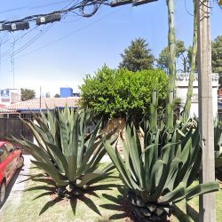 NotarÍa 149 Estado De México Metepec José Manuel Gómez Del Campo Gurza (Metepec )