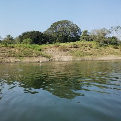 Nuevo Naranjo (Tecpatán )