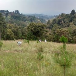 San Agustín Mimbres (Otzolotepec )
